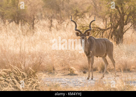 Seul mâle grand koudou (Tragelaphus strepsiceros) Comité permanent en bush Bwabwata National Park, Namibie Banque D'Images