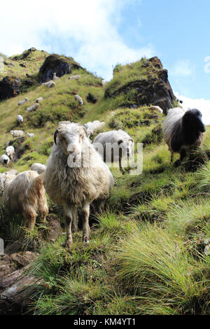 Gros plan d'un portrait de groupe des moutons paissant dans himalayan mardi himal. Sentier roulant sur les nuages brumeux de crête de haute montagne dans l'Himalaya, des bergers Banque D'Images