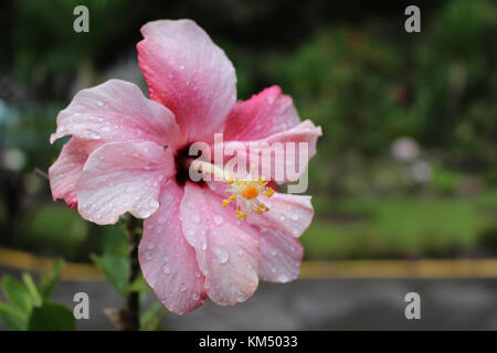 Une macro shot avec arrière-plan flou d'un sud-américain rose fleur hibiscus prises sur la ville d'agua calientes, au bas du Machu picchu, Pérou Banque D'Images