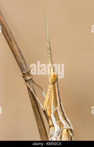 Acrida sp., une sauterelle criptyc dans une prairie sèche, france corse. Banque D'Images