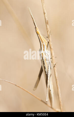 Acrida sp., une sauterelle criptyc dans une prairie sèche, france corse. Banque D'Images