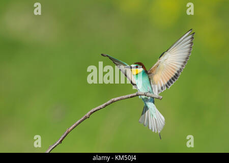 Bienenfresser, Guêpier d'Europe Merops apiaster, eater Banque D'Images