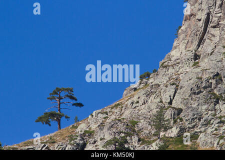 (Pinus nigra laricio) le long du gr20 sentier sur montagnes corses, à proximité de lac du capitellu, France. Banque D'Images