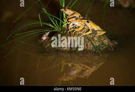 Hibou fichier repos grenouilles Banque D'Images