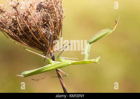 Un mâle mante religieuse (Mantis religiosa) est en attente d'une proie sur l'herbe morte, Banque D'Images