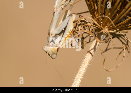 Une mante religieuse (Mantis religiosa) est en attente d'une proie sur l'herbe morte, Banque D'Images