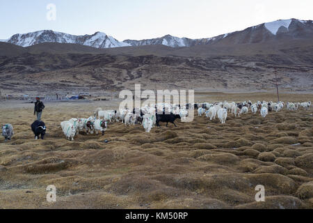 Troupeau de chèvres pashmina de nomades Changpa, Tso Moriri, Ladakh, le Jammu-et-Cachemire, en Inde. Banque D'Images