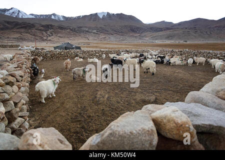 Troupeau de chèvres pashmina de nomades Changpa dans leurs abris clôturé, Tso Moriri, Ladakh, le Jammu-et-Cachemire, en Inde. Banque D'Images