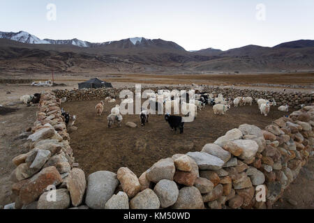 Troupeau de chèvres pashmina de nomades Changpa dans leurs abris clôturé, Tso Moriri, Ladakh, le Jammu-et-Cachemire, en Inde. Banque D'Images