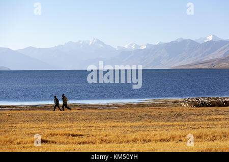 Changpa nomades avec leurs troupeaux de chèvres pashmina et moutons dans la région de Tso Moriri Ladakh, Jammu-et-Cachemire, en Inde. Banque D'Images