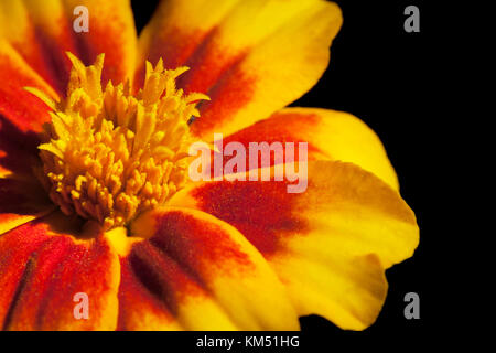 Un plan macro de fleurs de souci, Tagetes erecta, vue d'en haut Banque D'Images