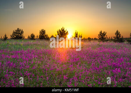 Printemps fleurs sauvages sur un champ. été paysage rural avec les fleurs violettes sur une prairie en fleurs et le coucher du soleil. fleurs des champs sur le lever du soleil. Banque D'Images