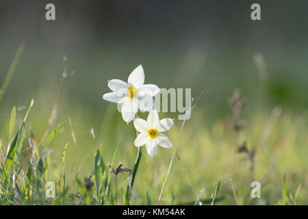Fleurs de Narcissus tazetta sauvages à Chypre Banque D'Images
