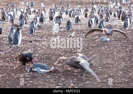 Les pétrels géants se nourrissent de dead Gentoo pingouin Banque D'Images