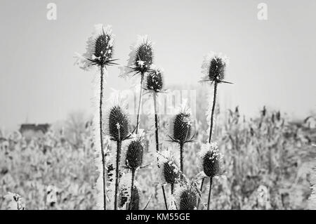 Résumé de fond naturel plante gelé recouvert de givre ou rime Banque D'Images