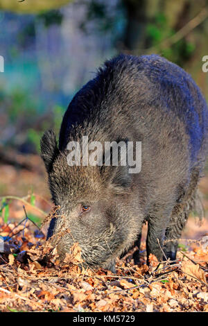 Sanglier adultes semer dans la forêt de Dean Banque D'Images