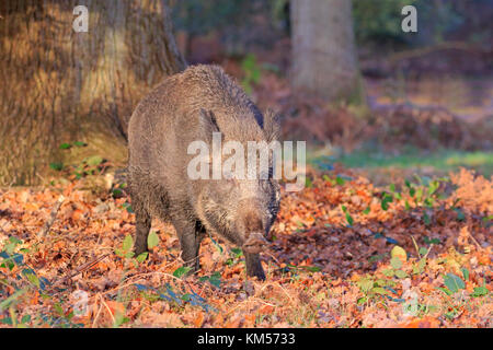 Sanglier adultes semer dans la forêt de Dean Banque D'Images
