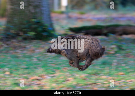 Marcassin s'exécutant dans la forêt de Dean Banque D'Images