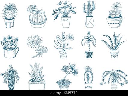 Jeu de plantes succulentes, cactus, peyote, Echeveria, haworthia, aloe vera. vert plantes décoratives dans la tasse et de pots de fleurs feuilles botanique.. gravé à la main. vector collection buissons et branches. Illustration de Vecteur