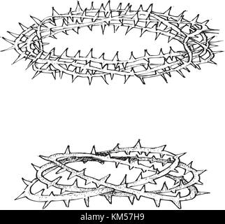 Illustration croquis à main collection de deux épines de la couronne de la terre sainte isolé sur fond blanc. Illustration de Vecteur