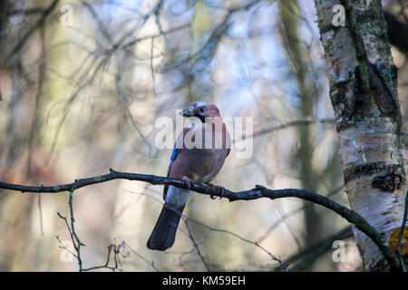 Eurasian Jay Garrulus glandarius perché sur une fine branche d'arbre en hiver Banque D'Images