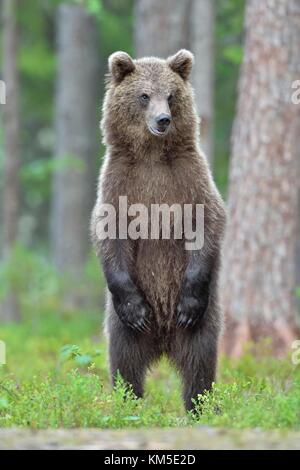L'ourson debout sur les jambes. entraver ( Ursus arctos Ours brun) Banque D'Images