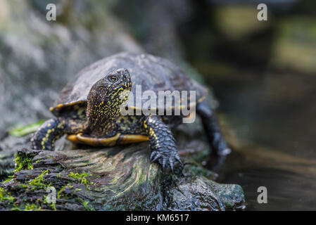 Sumpfschildkroete Europaeische, Emys orbicularis, tortue de l'Européenne Banque D'Images