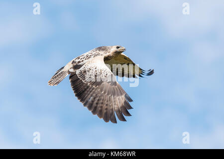 Maeuse,Bussard, Buteo buteo Buse variable en vol Banque D'Images