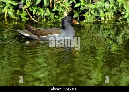 La gallinule poule d'eau (Gallinula chloropus) (également connu sous le nom de Waterhen et comme le marais de poulet) est une espèce d'oiseau de la famille des Rallidae. Banque D'Images