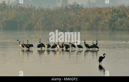Troupeau de grues au lever du soleil lac. matin paysage de vallée de hula réserver. principaux d'escale pour les oiseaux qui migrent entre l'Afrique, l'Europe et l'Asie. au nord de l'i Banque D'Images