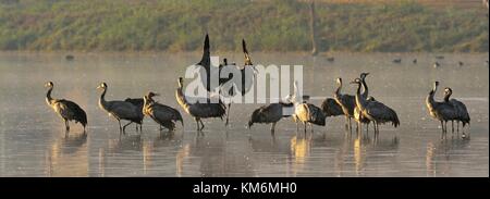 Troupeau de grues au lever du soleil lac. matin paysage de vallée de hula réserver. principaux d'escale pour les oiseaux qui migrent entre l'Afrique, l'Europe et l'Asie. au nord de l'i Banque D'Images