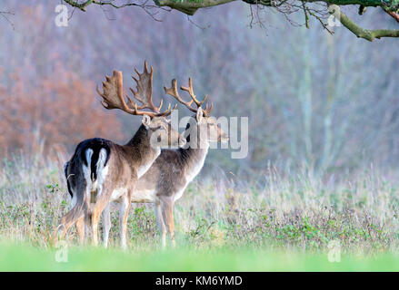 Daims parc Buck(Dama dama) à Holkham dans North Norfolk. Banque D'Images