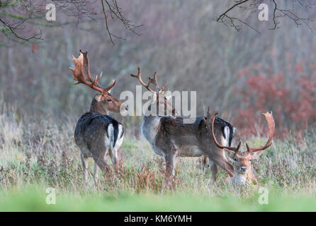 Daims parc Buck(Dama dama) à Holkham dans North Norfolk. Banque D'Images