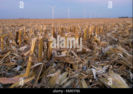 Les TIGES DE MAÏS ET DE RÉSIDUS RÉCOLTÉS SUR LA FERME FAMILIALE PRÈS DE GRAND PRAIRIE, MINNESOTA Banque D'Images