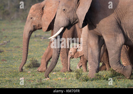 Famille groupe d'éléphants au parc Addo, Eastern Cape, Afrique du Sud entoure un tout petit bébé, comme ils marchent vers un étang pour leur soirée. Banque D'Images