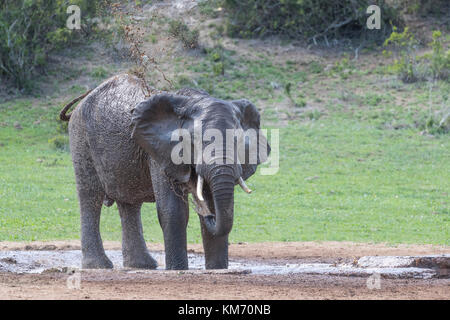 Un éléphant solitaire des éclaboussures d'eau sur lui-même à un étang, réserve naturelle, Eastern Cape, Afrique du Sud. Banque D'Images
