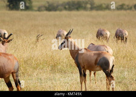 Topi (Damaliscus lunatus jimela) Masai Mara Banque D'Images