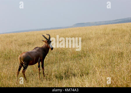 Topi (Damaliscus lunatus jimela) Masai Mara Banque D'Images