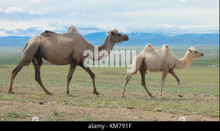 Les chameaux de Bactriane dans les steppes de l'Altaï mongol Banque D'Images