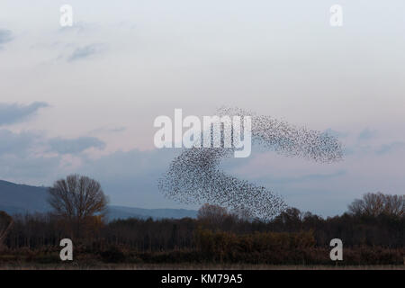 Nuée d'oiseaux faisant belle et surréaliste des formes dans le ciel, au-dessus de certains champs et arbres Banque D'Images