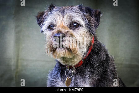 Chien Border Terrier Banque D'Images