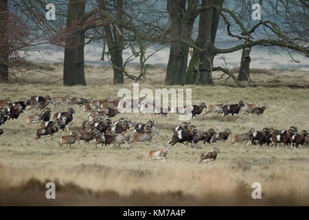 Mouflons européens (Ovis orientalis musimon), timide, troupeau complet, immense troupeau, tournant, fuyant, à travers les terres, dans leur habitat typique, l'Europe. Banque D'Images