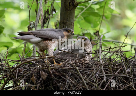 Éperviers / sperber ( Accipiter nisus ), hommes et femmes, paire, couple, ensemble à leur nid, aerie, différence de taille, de la faune, de l'Europe. Banque D'Images