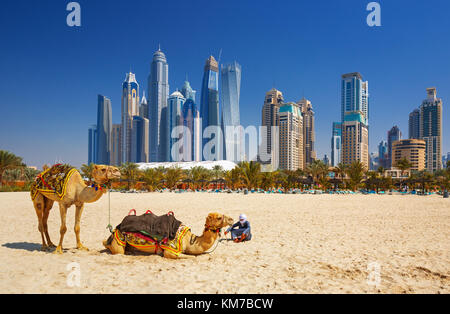 Les chameaux sur la plage de Jumeirah et de gratte-ciel dans le contexte à Dubaï, la ville de Dubaï, Emirats Arabes Unis Banque D'Images