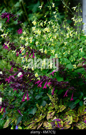 Salvia l'amour et le désire, violet, jaune,fleurs,sauges mix,mixte,association,Floral RM Banque D'Images