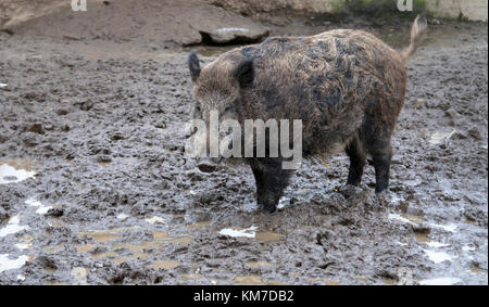 Sanglier dans les marais. un close up Banque D'Images