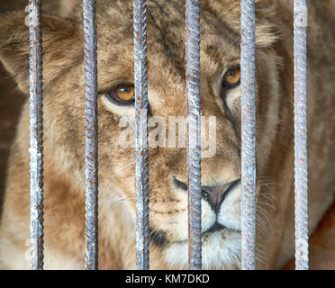 Lion dans le zoo derrière la clôture Banque D'Images