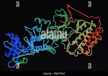 Structure de la molécule protéique. Le modèle moléculaire de l'enzyme humaine sur un fond noir. Banque D'Images