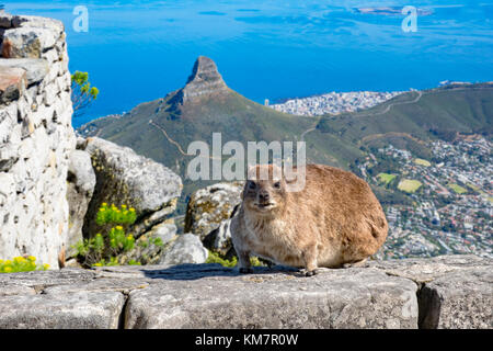 Vue avant d'hyrax mignon dassie, assis sur un mur de la table des montagnes. l'arrière-plan montre le cap ocean d Signal Hill. Banque D'Images