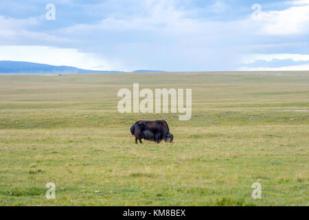 Yak mâle noir dans la verte prairie, Kirghizistan Banque D'Images